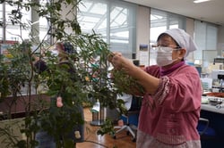 作った繭玉を支所入口に飾りつけるメンバー