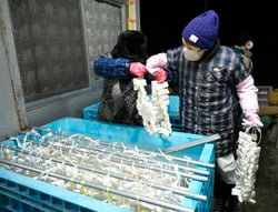 もちを冷水に2日間浸し、引き上げる会員ら