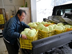 収穫した雪中キャベツをJAに持ち込む生産者の小池さん