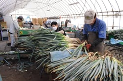 収穫した白ネギを選荷する従業員（24年10月　長野県伊那市で）
