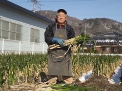 自慢の長ネギを収穫する大井さん