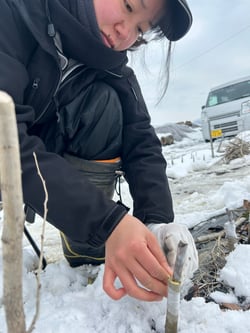 長野市朝陽の圃場でマメナシの台木に受粉樹を接ぐ女性営農技術員