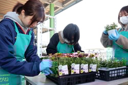 花の値入作業をする新採用職員