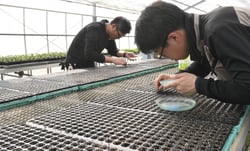 慎重に種を播く営農指導員ら