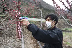 開花調査を行う営農技術員