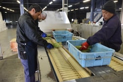 出荷されたアスパラを選別機にかける職員