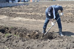 アスパラガスの定植苗を掘り起こす生産者