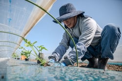 すいかの苗を定植する上原副部長