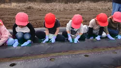 スイートコーンを播種する園児ら（長野県塩尻市で）