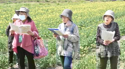 菜の花畑で合唱を楽しむ会員ら