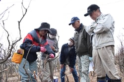 接ぎ木の手順を実践するJA担当職員