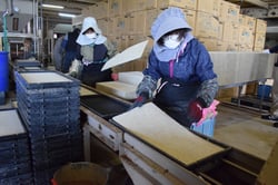 育苗箱に専用マットを敷く従業員
