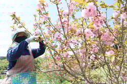 「関山」の収穫作業をする梅田さん