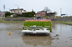田植えをする登内美穂社長