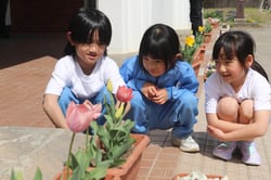 2年生からもらったチューリップを嬉しそうに眺める湖東小学校の1年生