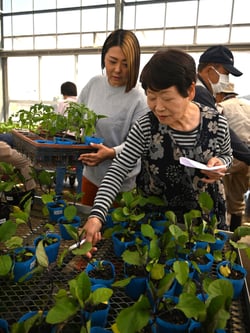 苗を厳選する買い物客