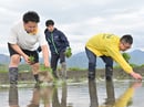 真剣な表情で苗を植える参加者ら