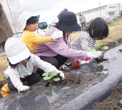 野菜の苗を植える参加者ら
