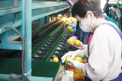 傷の有無を確認し選果機にレモンを流す選果員ら