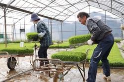 育苗ハウスから育苗箱を運び出す生産者