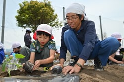 青年部員に指導を受けながら苗を植える児童