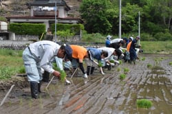 統一の条件で田植えをする職員ら