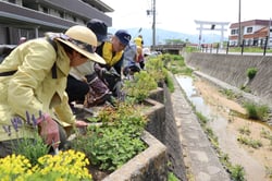 花壇に花苗をバランスよく植える参加者