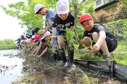 目印に合わせて苗を植える児童