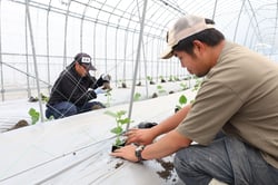 協力して定植作業を進める研修生ら
