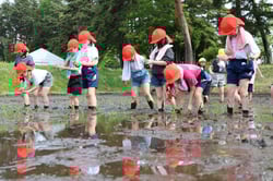 一列になり苗を植える児童