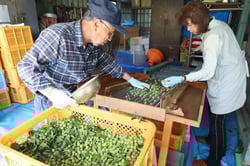 丁寧に選果実作業をする西元さんご夫婦