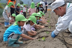 植え付けを楽しむ園児ら