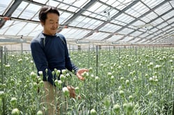 出荷を控えたカーネーションの生育を見守る星野さん