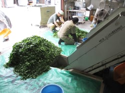 茶葉の受け入れ作業