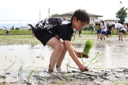 田植えを体験する児童たち