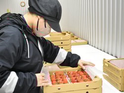 出荷された夏秋イチゴを検品するJA職員