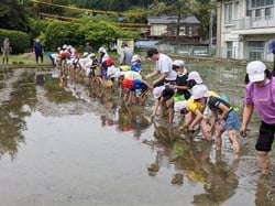 一列に並んで田植えを楽しむ児童ら