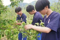 真剣な表情で摘果作業をする生徒ら