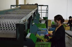 選果機を使って選別する作業員（長野県飯島町で）