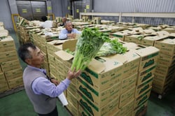 出荷されたセルリーの品質を確認する参加者