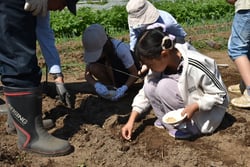 ２粒ずつ種を播く児童