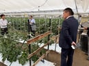 花きのほ場を視察する市場関係者