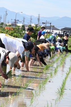 並んで田植えをする親子ら