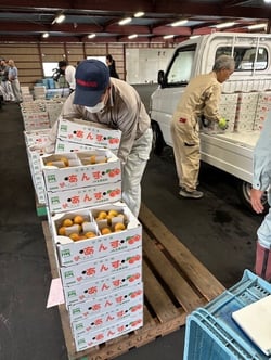千曲市の森集荷所にアンズを持ち込む生産者ら