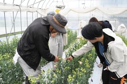 トルコギキョウの高さを確認しあう生産者ら