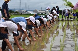 一列に並んで田植え