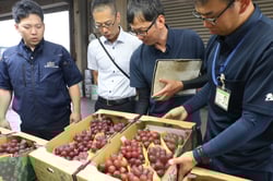 クイーンルージュの品質を確認する市場関係者とＪＡ職員