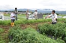 試験栽培圃場の説明をするメーカー担当者