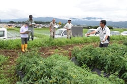 試験栽培圃場の説明をするメーカー担当者