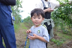 ブルーベリー収穫体験を楽しむ参加者